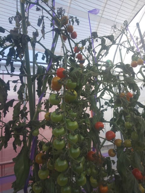 ミニトマト 終了 線虫対策の結果 翠の丘農園スタッフのブログ