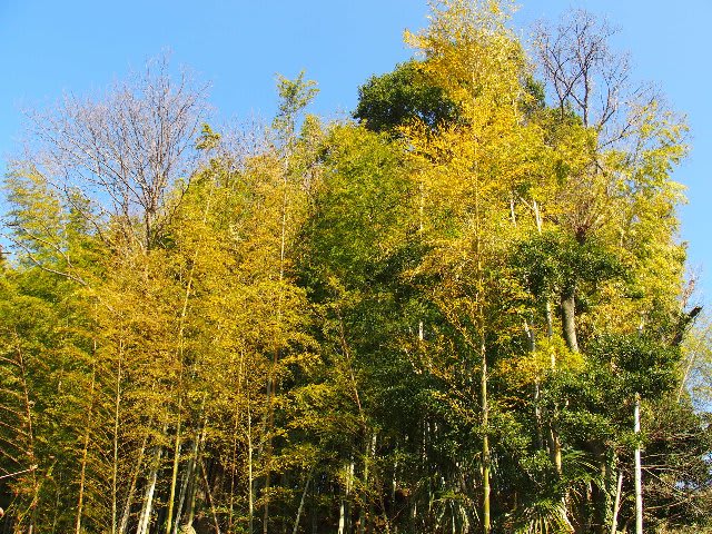 竹の秋と筍の驚異の成長力の秘密 庭先の四季