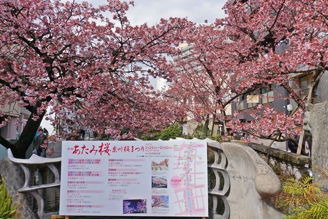 早咲き熱海桜 お花大好き
