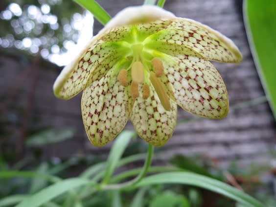 庭のアミガサユリが咲きました 行雲流水 季節の花とともに 庭のアミガサユリが咲きました 行雲流水 季節の花とともに