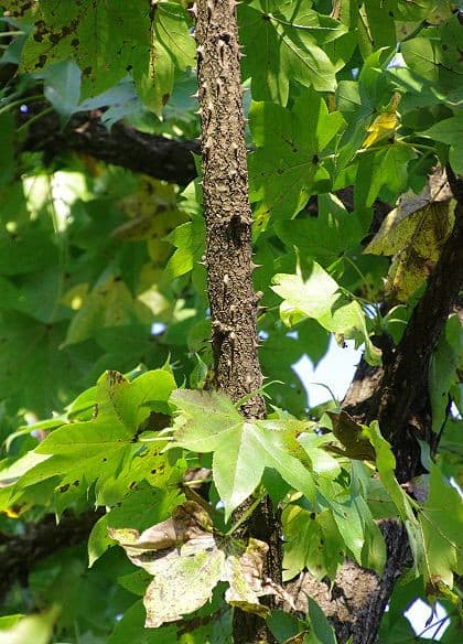 ハリギリの実 ウコギ科の仲間たち 教室 自然いろいろブログ ハリギリの実 ウコギ科の仲間たち 教室 自然いろいろブログ