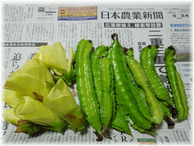 花オクラとシカクマメ 2012年9月24日