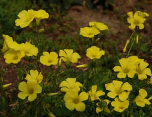黄色のオキザリス 花だより 黄色のオキザリス 花だより