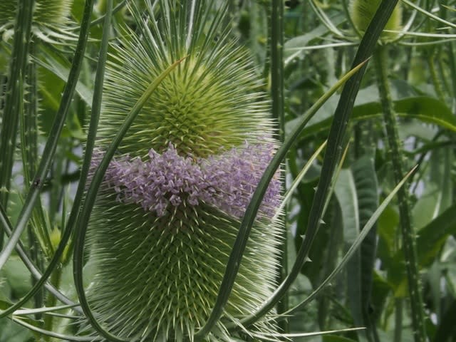 ラシャカキグサ