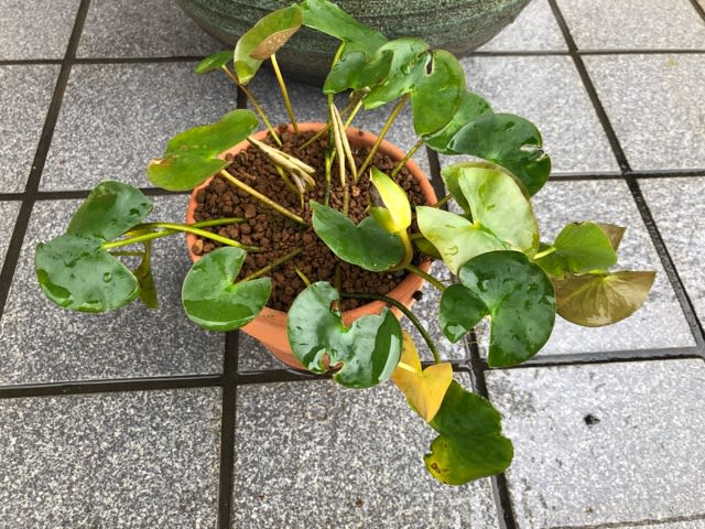 姫睡蓮の植え替え はっはっはのトイレ奈良観光ブログ