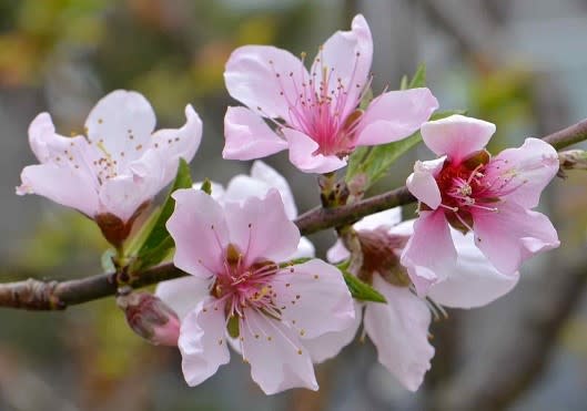 果樹の花 ２ 桃とプラム Koba の庭 春夏秋冬