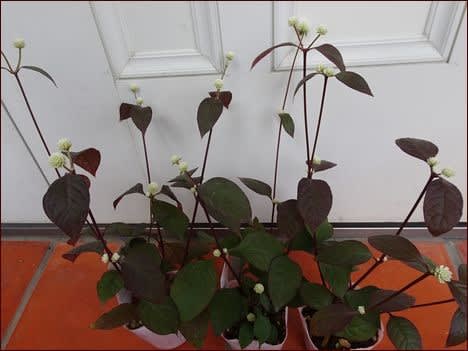 半分青い 燃え上がった情熱 座敷わらし犬とうさぎガーデン