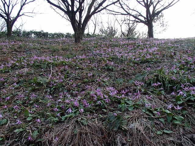 カタクリ 見頃 です 新潟県村上市 諸上寺公園 森林インストラクター かっちゃんの山歩き