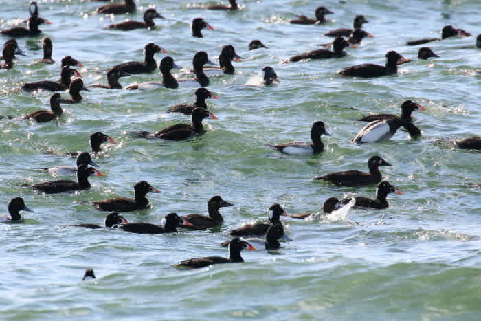 バンクーバーの野鳥 57アラナミキンクロ ｙｕのつれづれ日記