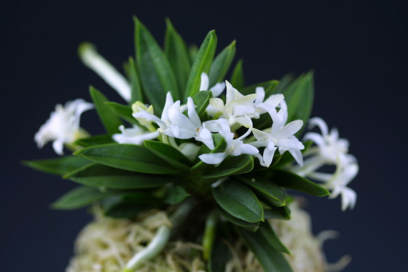 富貴蘭　二十四の瞳 宝石のような観葉植物のお店 【Jewelry Plant】 富貴蘭 風蘭 蘭