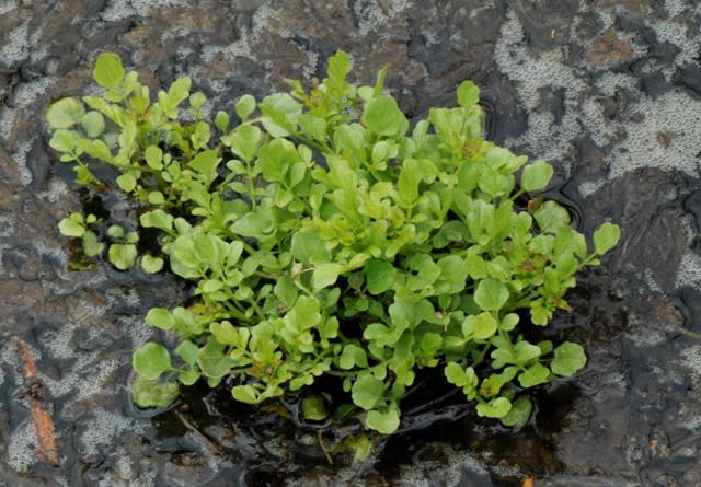 北海道の花 セリ 井伊影男の植物観察 北海道の花 セリ 井伊影男の植物観察