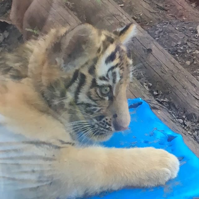 旭山動物園 アムールトラの赤ちゃん 鳥バカ日記