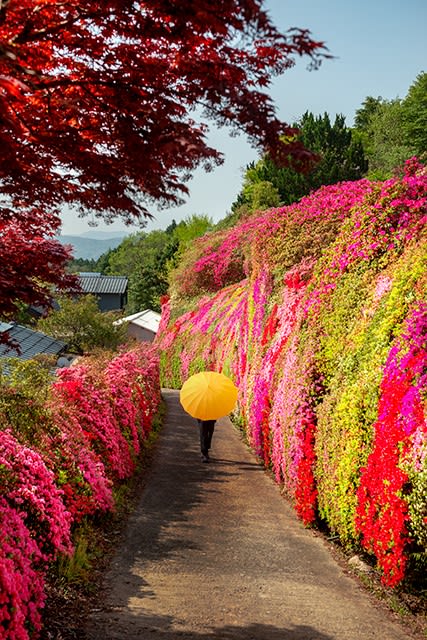2018 迫りくる色とりどりのツツジの花の壁 2 長崎県大村市松本ツツジ園 おうどうもん Oudoumon People Of Hakata 2018 迫りくる色とりどりのツツジの花の壁 2 長崎県大村市松本ツツジ園 おうどうもん Oudoumon People Of Hakata
