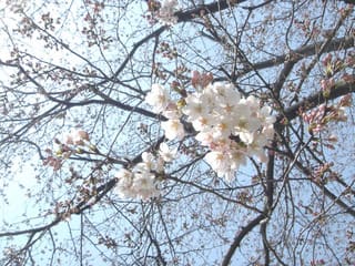 桜晴れ Saku Latte Cafe