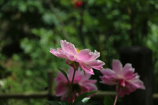 R_20160517IMG_5609.JPG