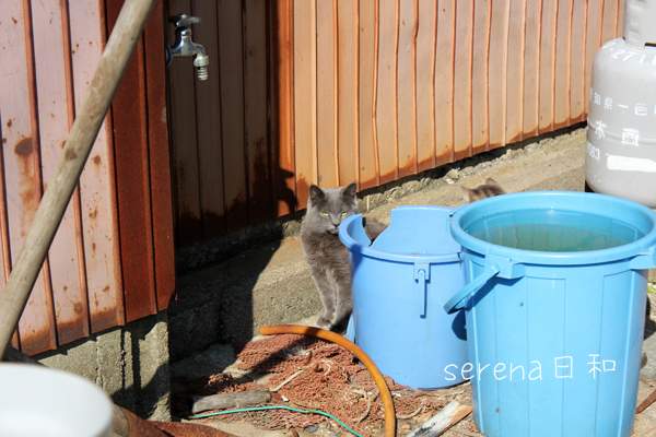 水色のバケツ セレナ日和 水色のバケツ セレナ日和