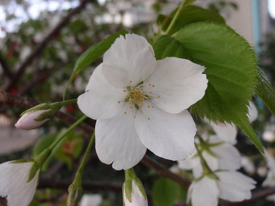 まだまだ桜 ぶらり東京 23区巡り まだまだ桜 ぶらり東京 23区巡り
