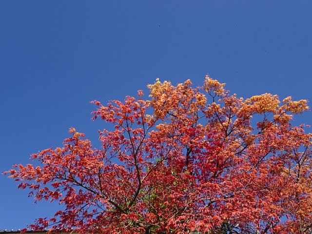 春だけど 紅く萌えだす春もみじ 庭先の四季