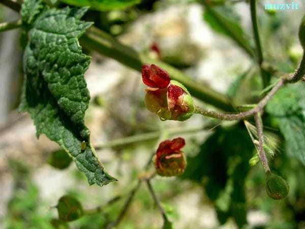 スクロフラリア・スコロドニア Scrophularia scorodonia - The wild flowers of Portugal. ポルトガルの野の花