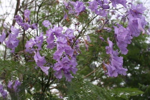 南国の花ジャカランダで翡翠色が染まった 空想の森の草木染め 74 森の空想ブログ