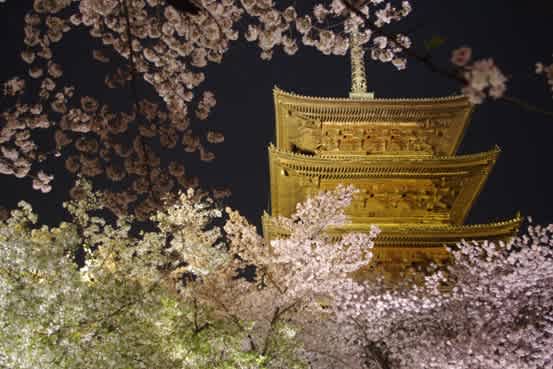 東寺 夜桜ライトアップ 紫苑の局
