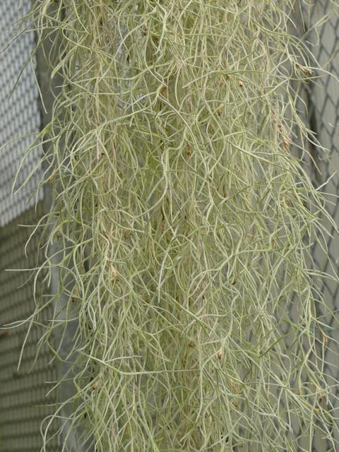 岩手県立花きセンターのサルオガセモドキ 19年12月18日 水 Peaの植物図鑑