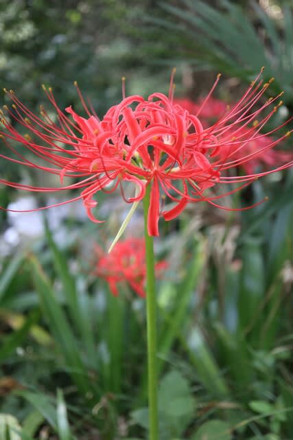 日本人にはなじみの花のひとつ 彼岸花 高尾の花 21 86 野の花 庭の花 日本人にはなじみの花のひとつ 彼岸花 高尾の花 21 86 野の花 庭の花