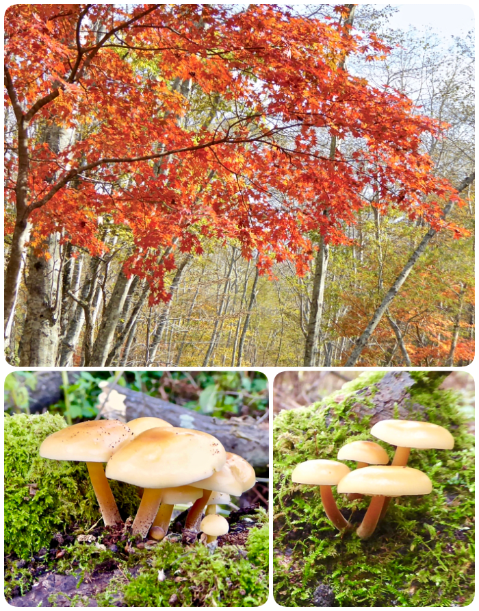 ヤマモミジの紅葉とエノキタケ