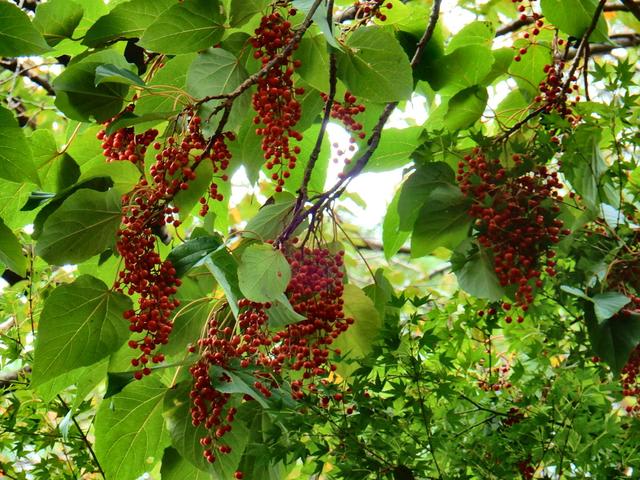 樹木の中でも美しさ1番の イイギリの赤実 春夏秋冬 花 Mikio