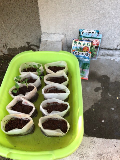 水耕栽培 1日目 菊千代のプランター菜園はじめました