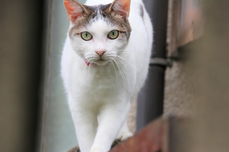 またしても女王猫様 ハイブリッドな生活 旧ルノーな生活