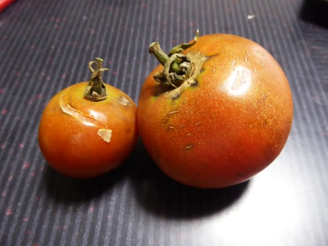 トマト