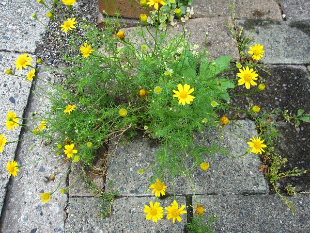 1406 庭 花壇 ダールベルグデージー 散歩で見られる富山の草花 野草