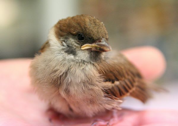 雀を保護しました 白文鳥キティとベランダ園芸