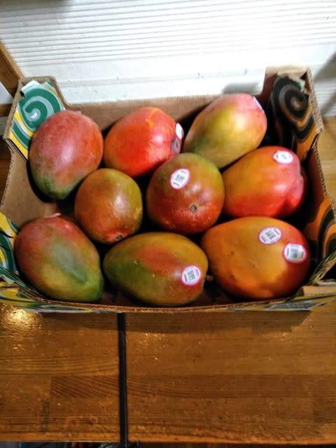今年もマンゴーの種植えにチャレンジ２０１８ 其の一 ガッシュナッツ ブログ 彡