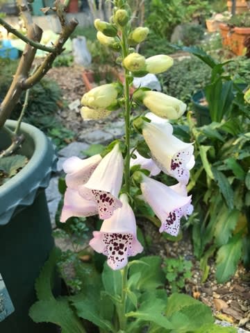 花咲いちゃって、株が疲れませんかねえ 花咲いちゃって、株が疲れませんかねえ