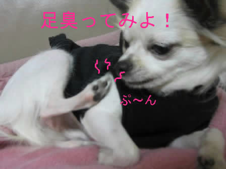 臭いんですよー チワワの蓮ちゃん 臭いんですよー チワワの蓮ちゃん
