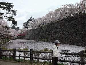 Sakura_147
