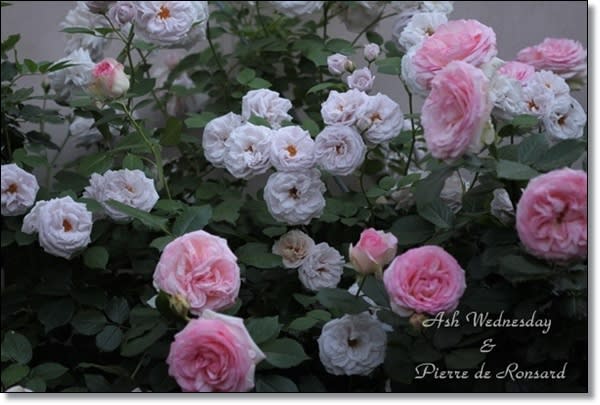 満開のバラ バラ好き 主婦のひとりごと 満開のバラ バラ好き 主婦のひとりごと