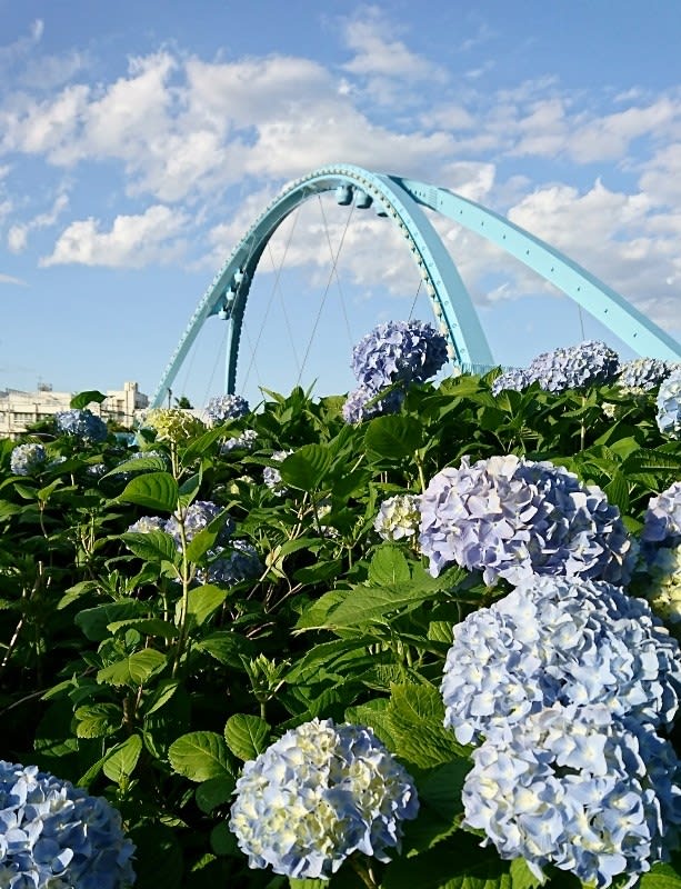 旧中川水辺公園アジサイ 18 5 23 ランドマーク探し 旧中川水辺公園アジサイ 18 5 23 ランドマーク探し