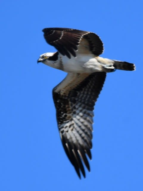 ミサゴの羽ばたき３ 鳥 連続写真 掲載中