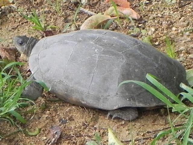 クサガメ ガジ丸が想う沖縄