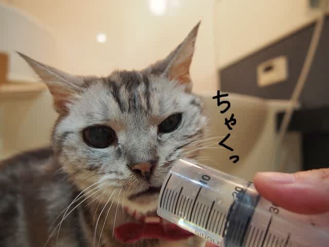 まだまだシリンジでお水を飲む、ミルキー。 - アメショのミルキー