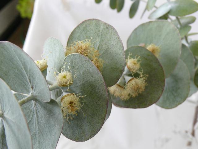 ギンマルバユーカリ 銀丸葉ユーカリ Peaの植物図鑑