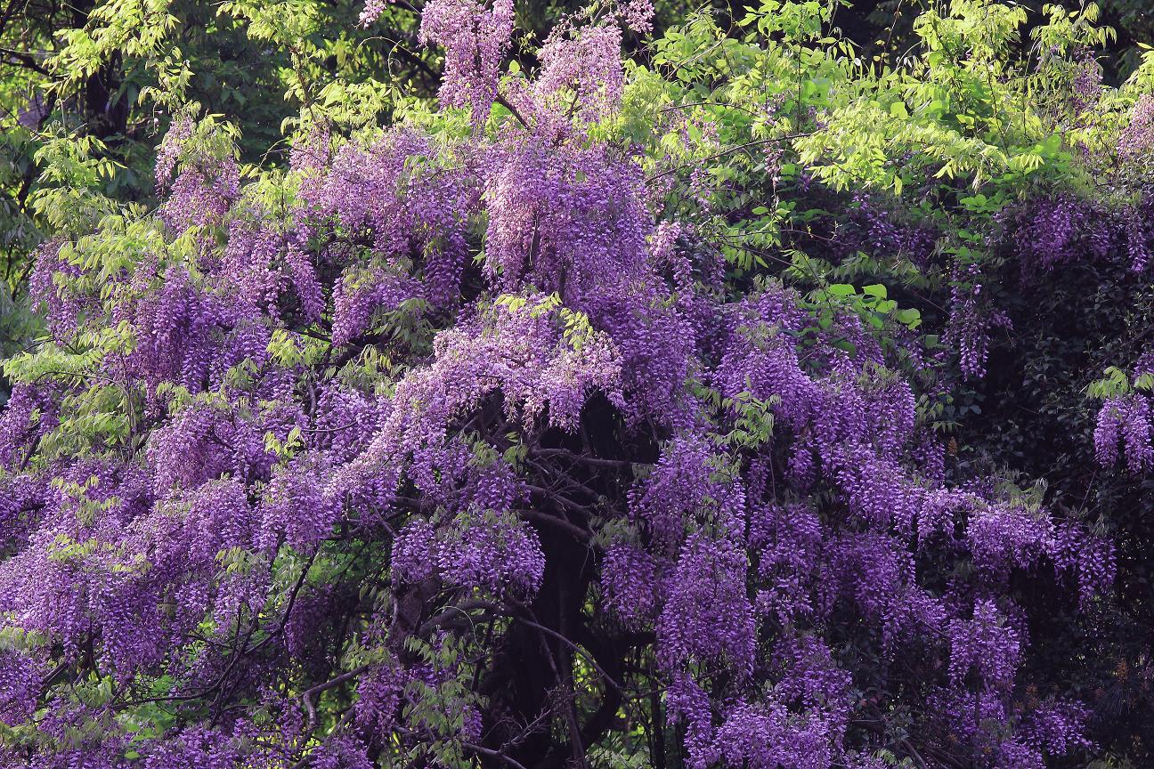 絶景 谷間に咲く藤の花 山と自然の雑学ノート