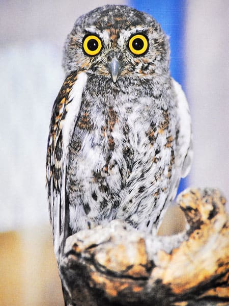 北米で一番小さなフクロウ ELF OWL - 清水正廣のバードカービング・アート