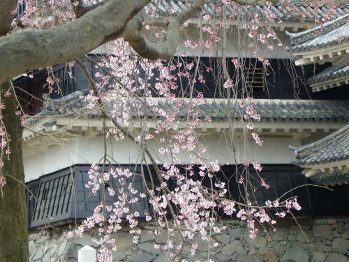 松本城本丸庭園内の「加藤清正公　駒つなぎの桜」