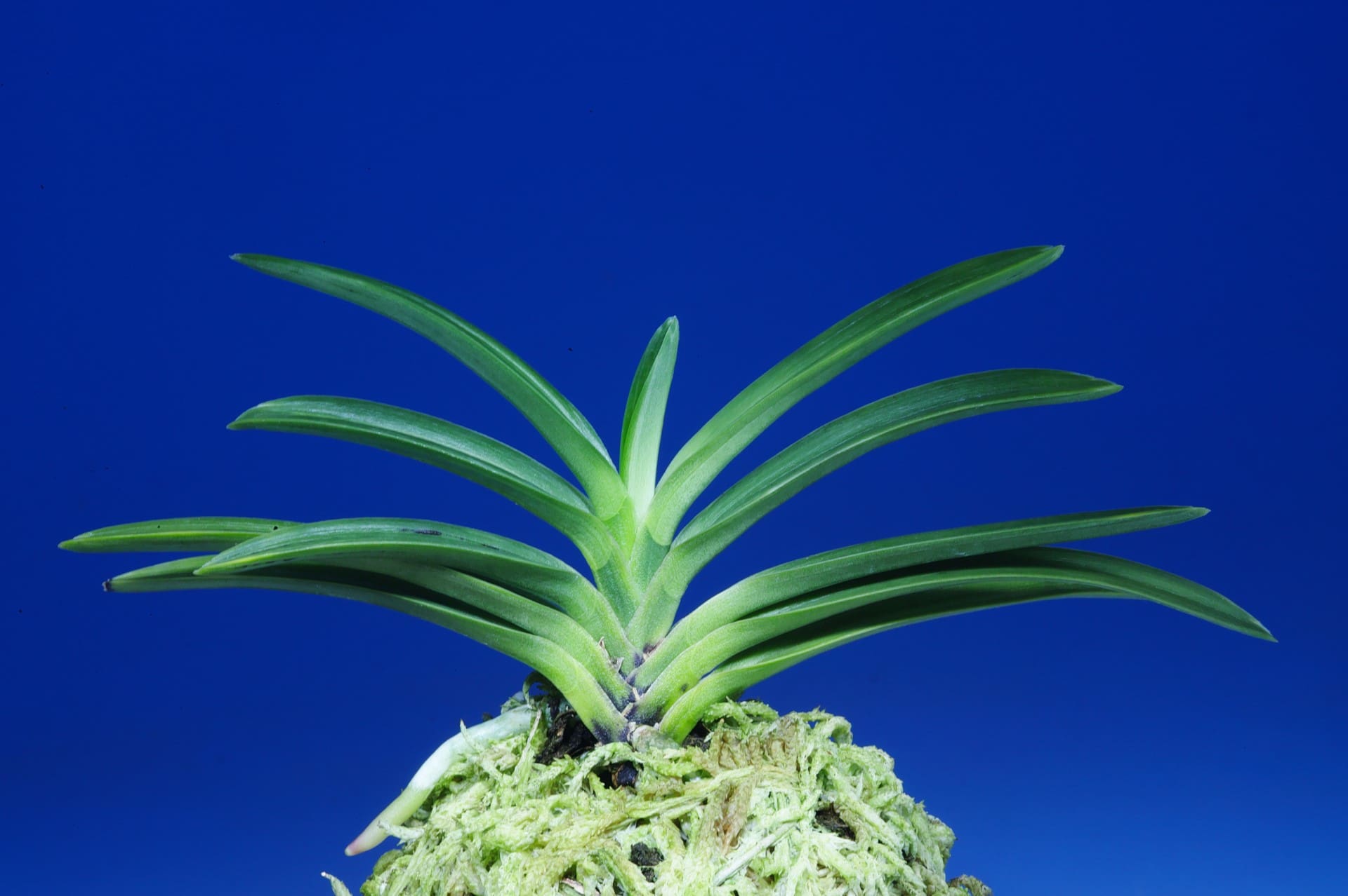 富貴蘭　白翁 富貴蘭白翁