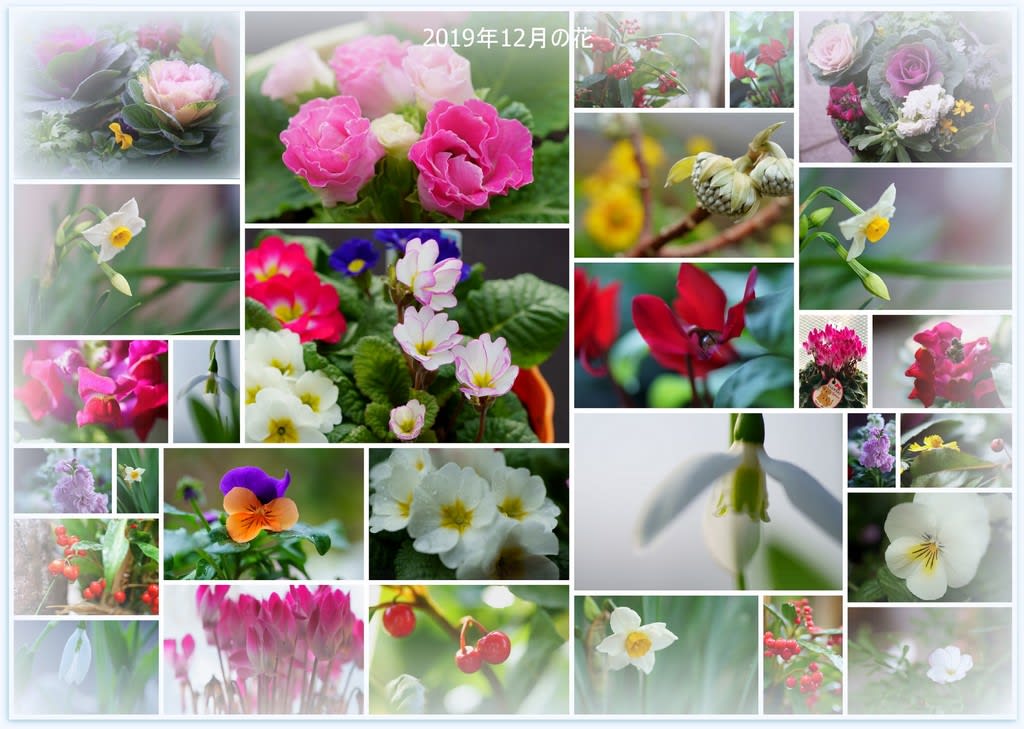 我が家の12月の花 コラージュを作りました 金沢から発信のブログ 風景と花と鳥など