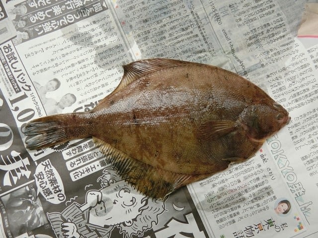 今年のパッションフルーツの総括と北海道のカレイ いぞらど Isolado 魚骨日誌